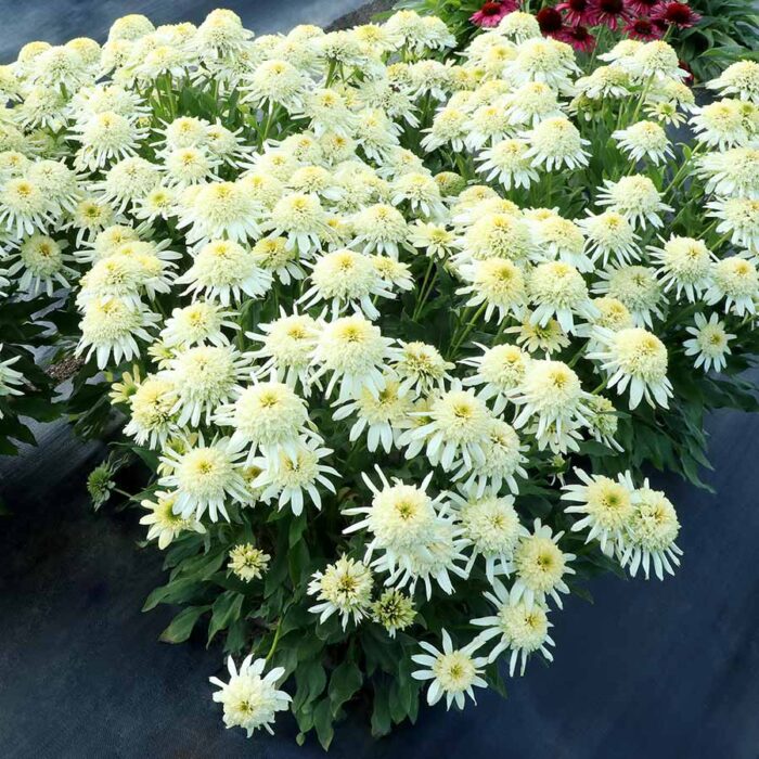 ECHINACEA Zenith - Image 3