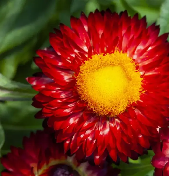 BRACTEANTHA SUNBRELLA Red 2027 - Image 2