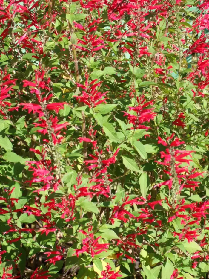 SALVIA Pineapple Sage - Image 2