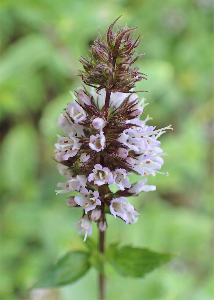 MENTHA Nigra Mint - Image 3