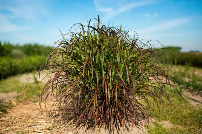 MISCANTHUS Lady in Red - Image 2