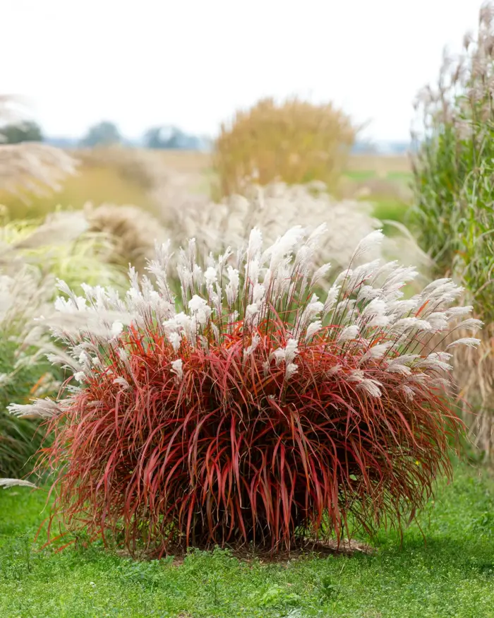 MISCANTHUS Lady in Red - Image 3