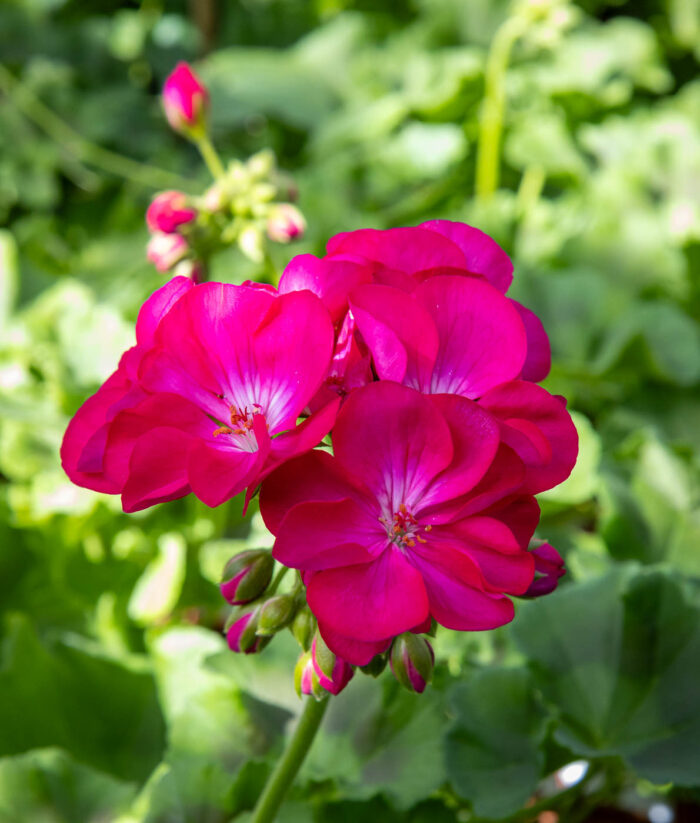 PELARGONIUM zonale Ellen - Image 2