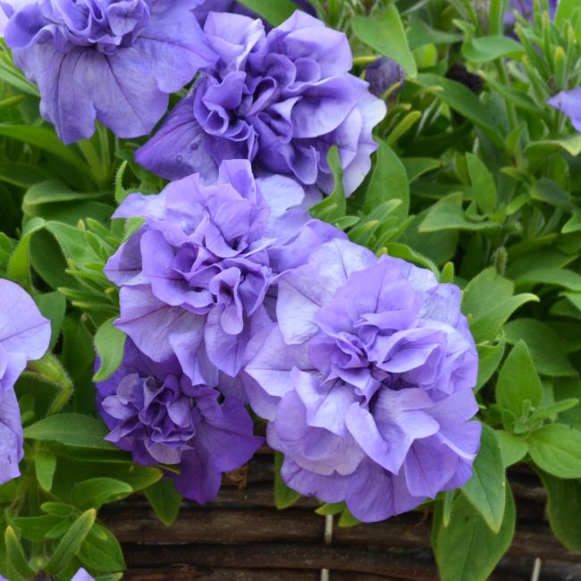 Petunia_20Tumbelina_20Sophia_1620e23a960c6d
