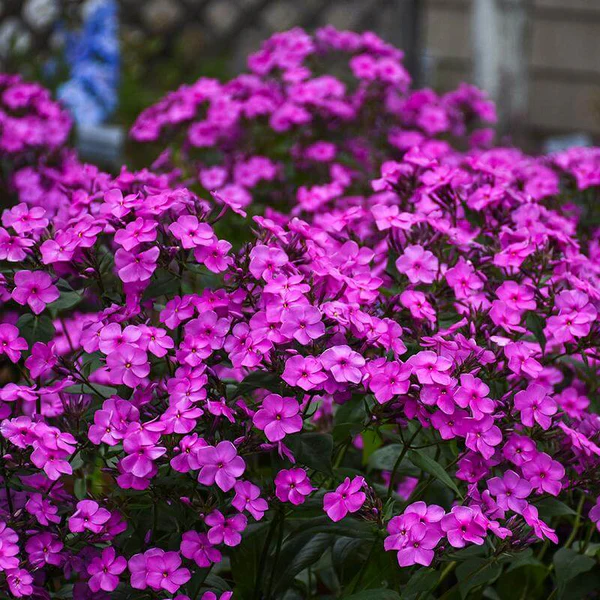 Phlox-Cloudburst-1-P-sw