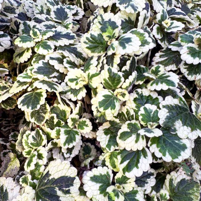 PLECTRANTHUS Nova Brilliant - Image 2