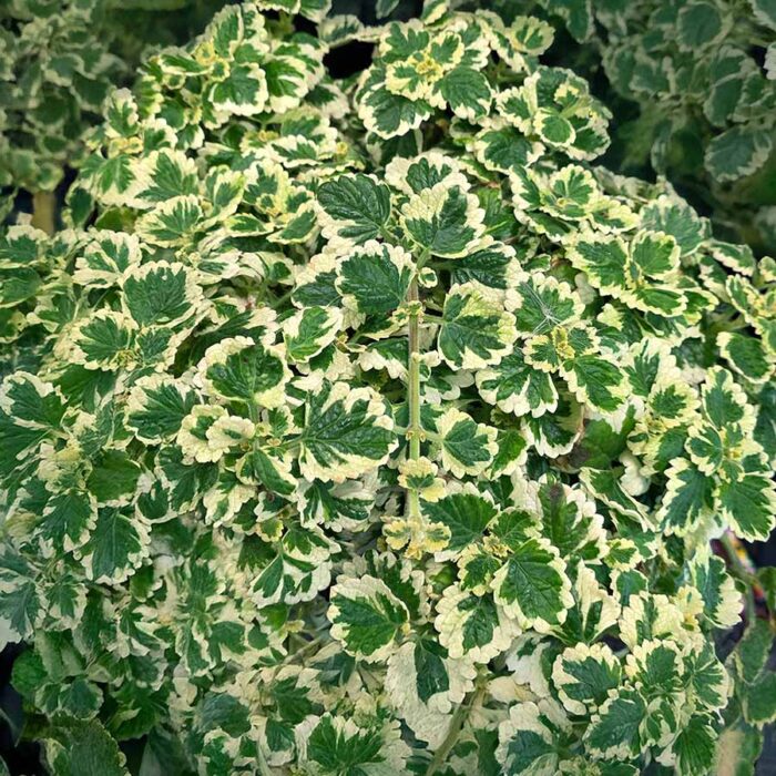 PLECTRANTHUS Nova Brilliant - Image 3
