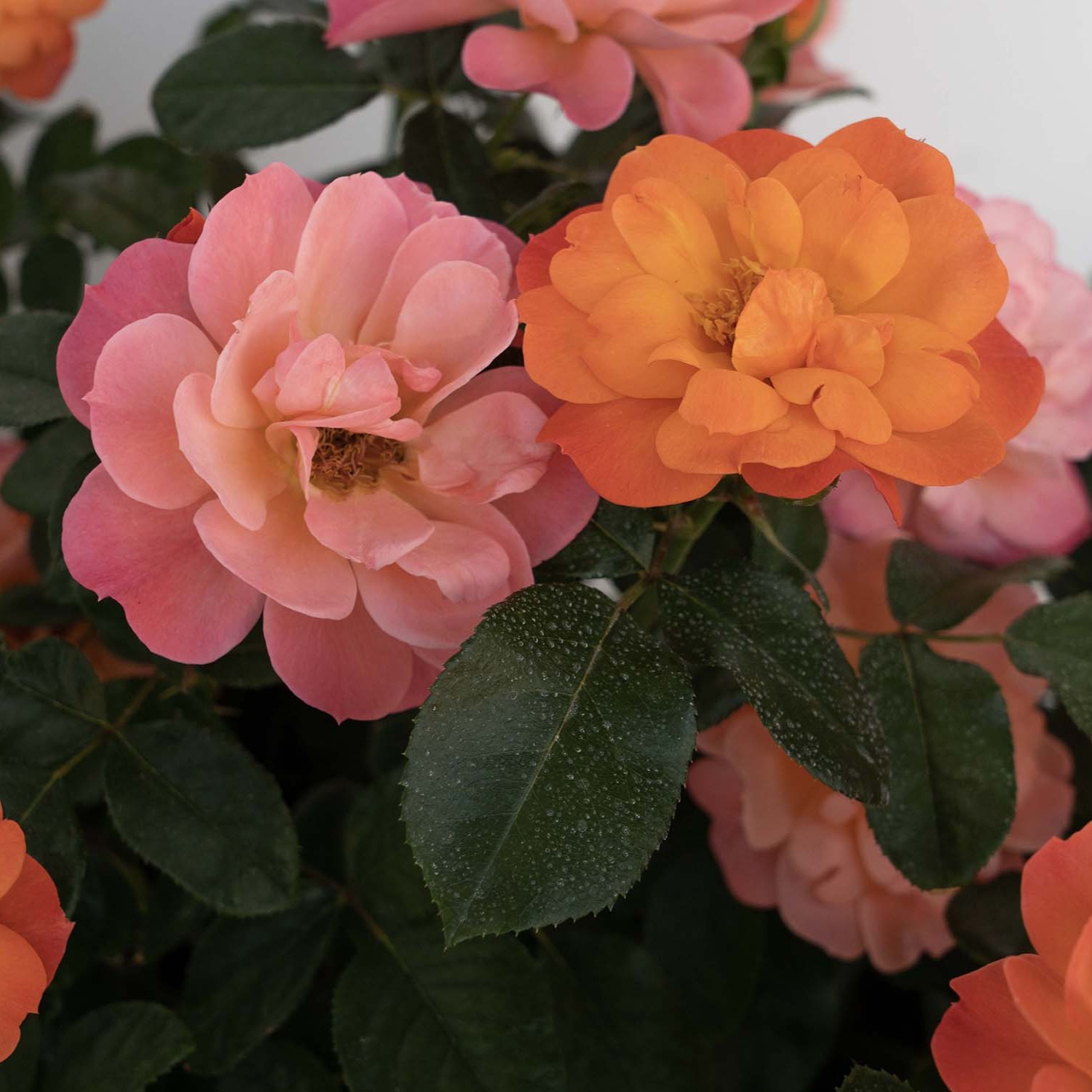 ROSA Sugar Candy ROSA Sugar Candy