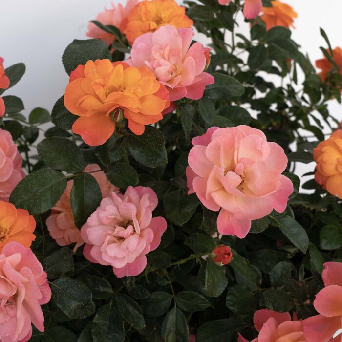ROSA Sugar Candy - Image 3
