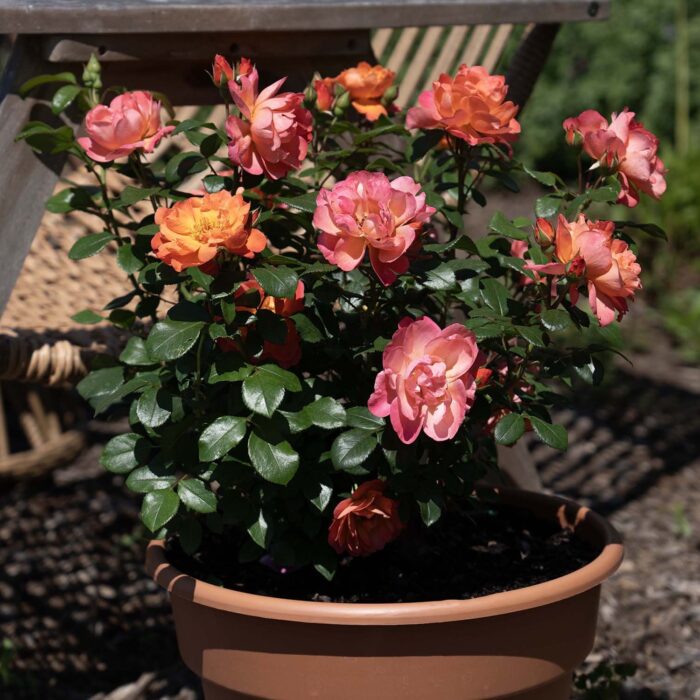 ROSA Sugar Candy - Image 2