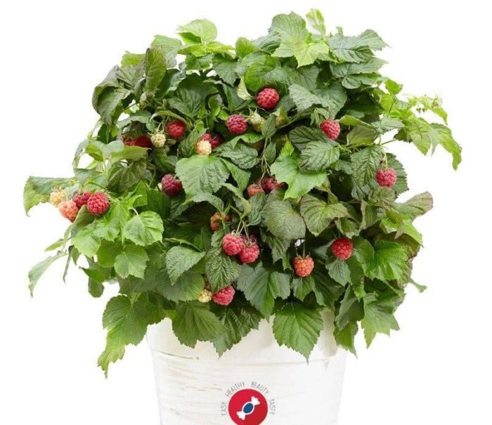 RUBUS BonBonBerry Yammy - Image 2