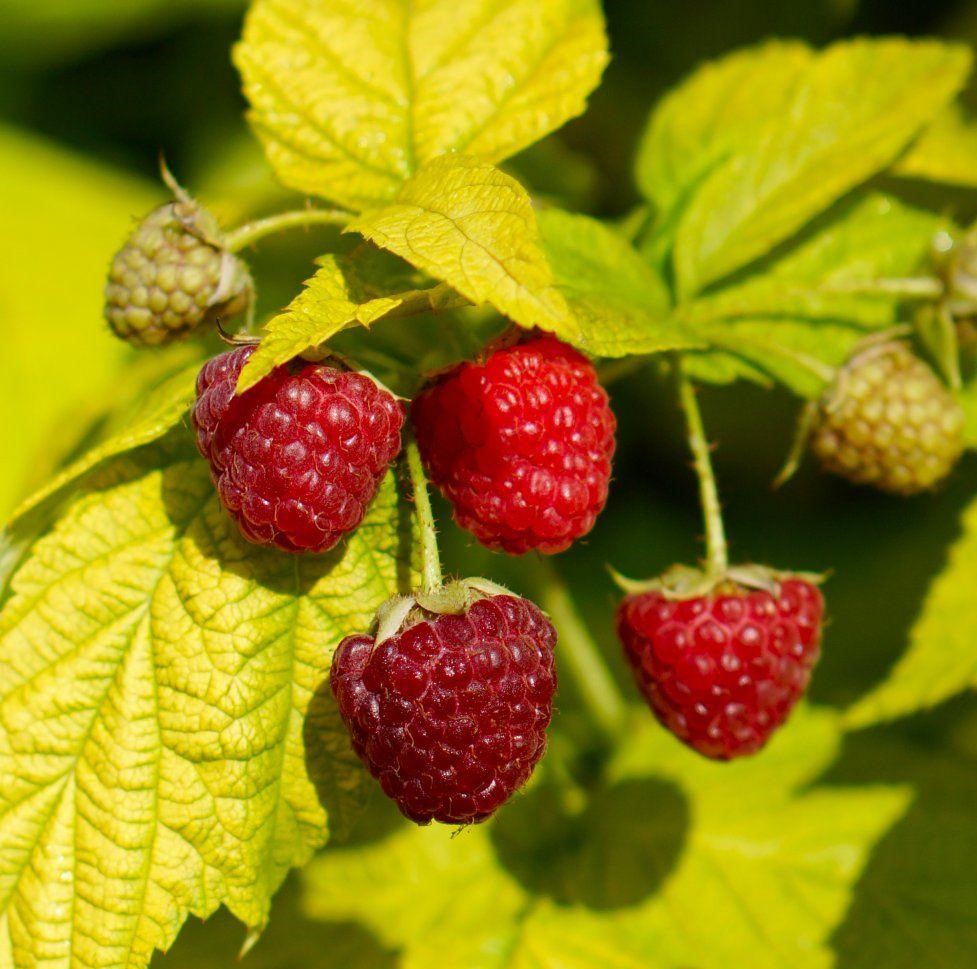 RUBUS Groovy1