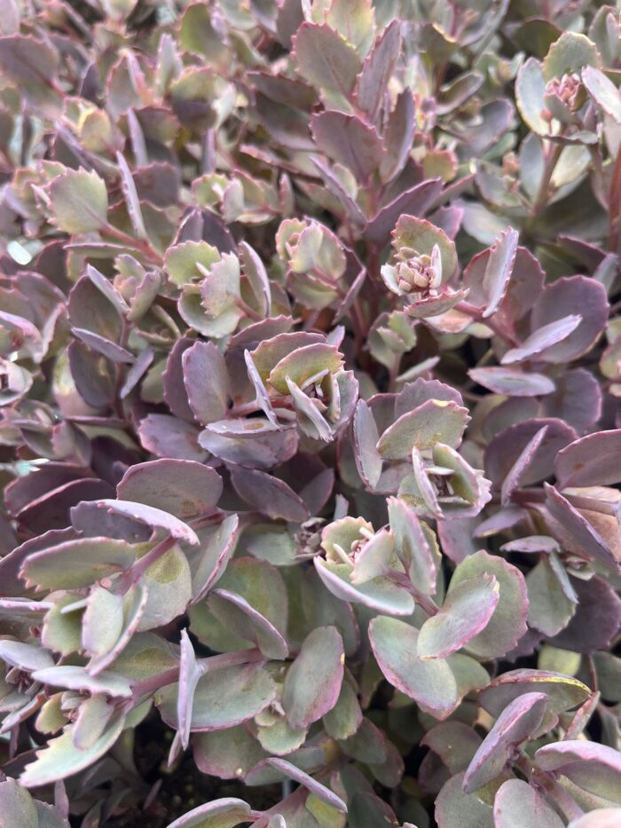 SEDUM Red Canyon - Image 2