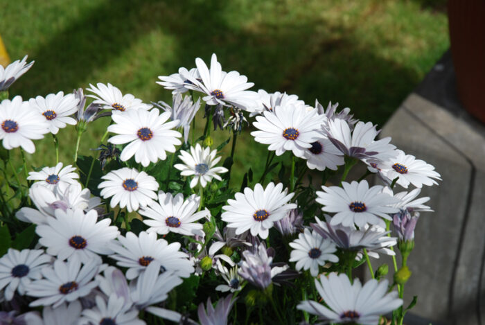 OSTEOSPERMUM SPRINGSTAR White 2027 - Image 2