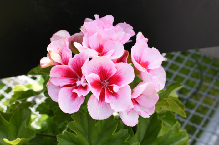 PELRGONIUM peltatum x zonale Champion Rose - Image 2
