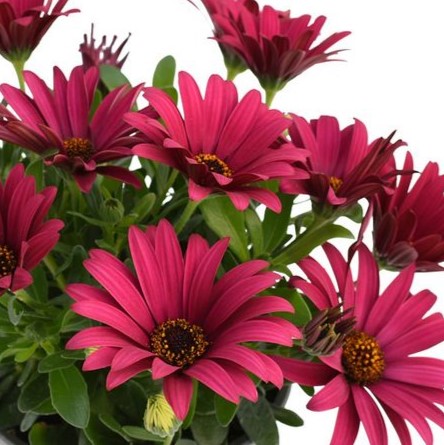 TOP_Springstar_Magenta__OST_20401__deed02b457