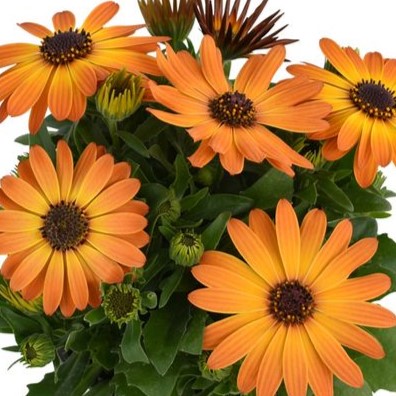 TOP_Springstar_Mango__OST_21064__e91edc4c22