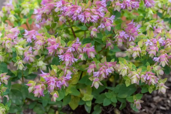 ORIGANUM Dingle Fairy - Image 2