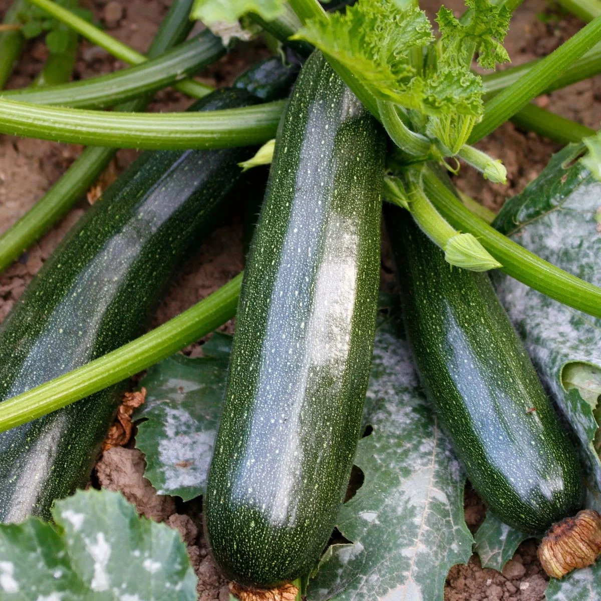 bio-cuketa-kimber-f1-cucurbita-pepo-bio-semena-cukety-5-ks