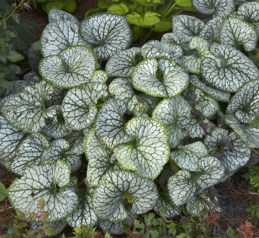 brunnera_jack_frost