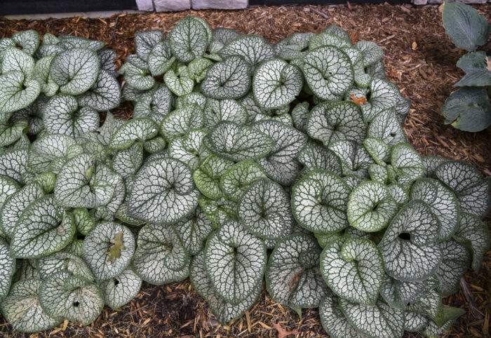 Brunnera Jack of Diamonds - Image 2