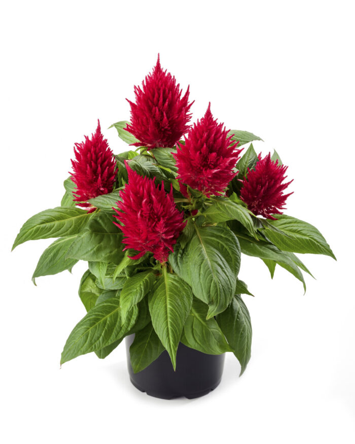 CELOSIA Fire Red - Image 2