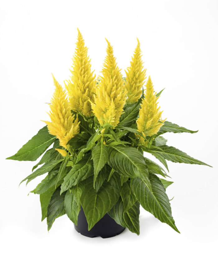 CELOSIA Fire Yellow - Image 2