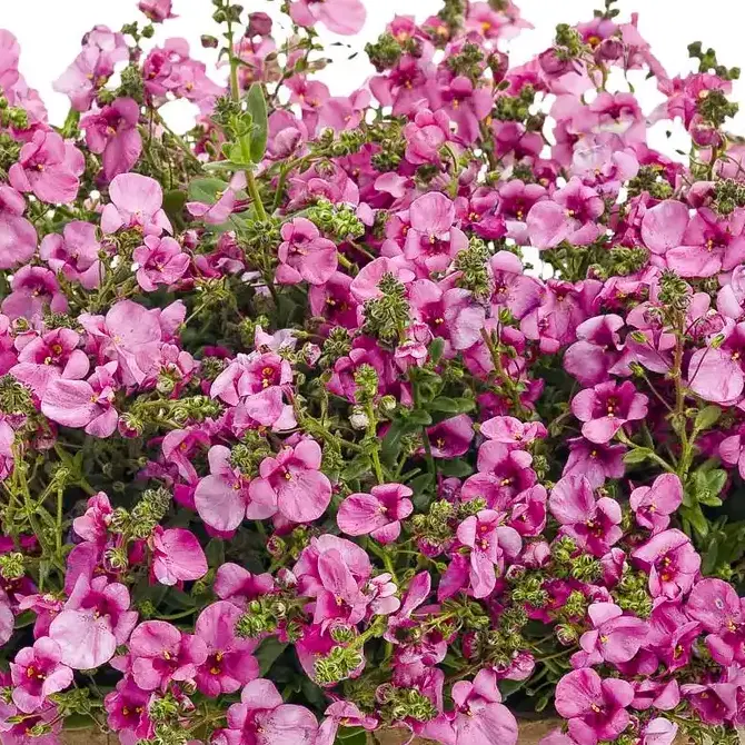 csm_Diascia_Breezee_Plus_Pink_monoContainer_01_52f8119cf9