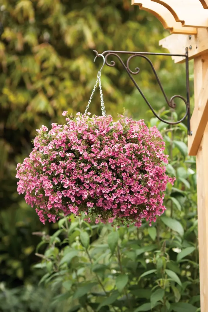 DIASCIA BREEZE PLUS Pink - Image 2