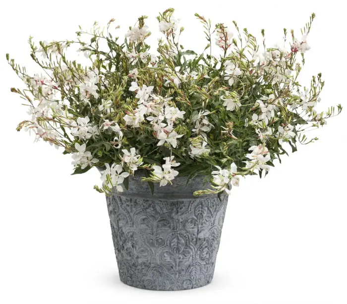 GAURA Snowbird - Image 2
