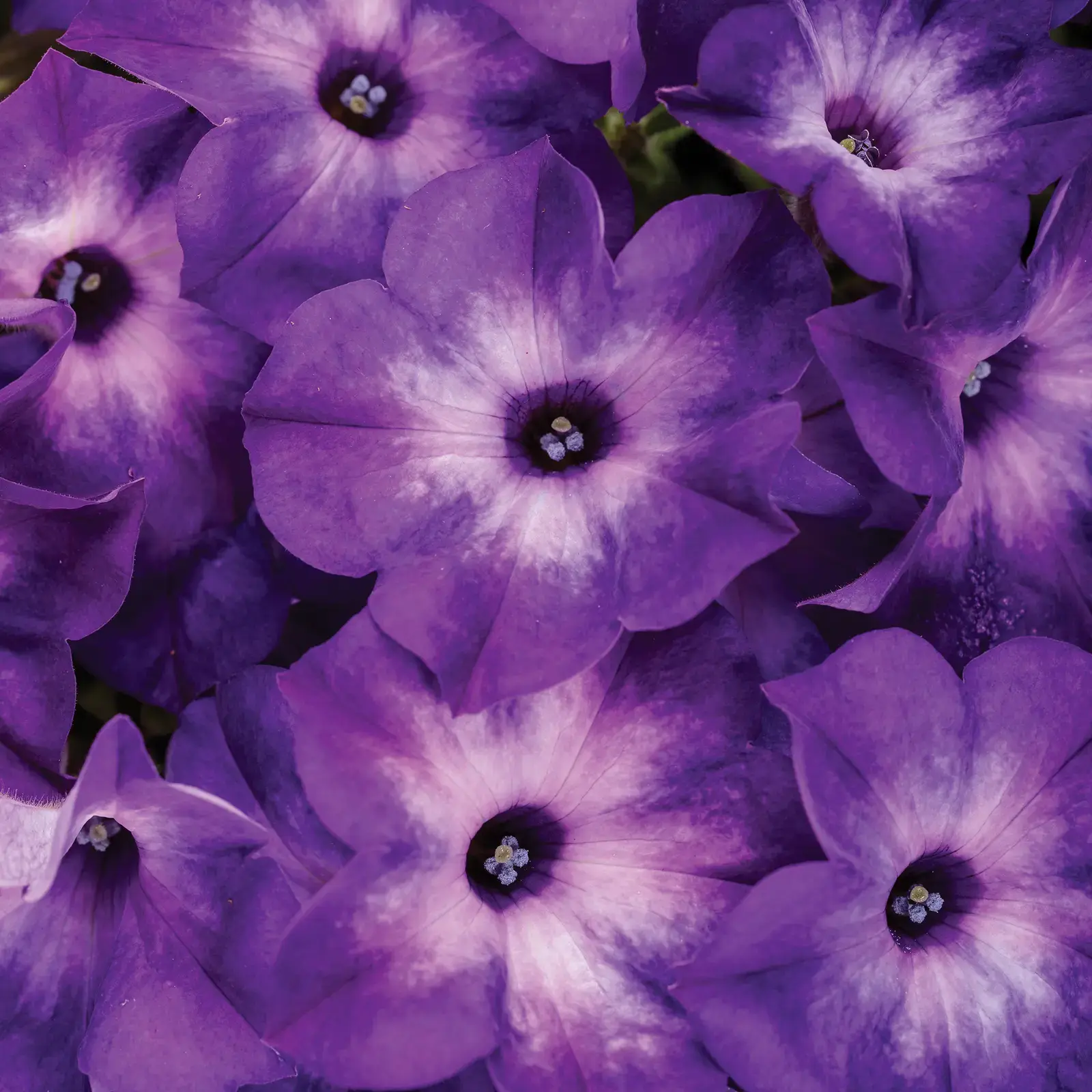 csm_Petunia-Vista-Blue-Moon-closeUp-01_1eb9247fee