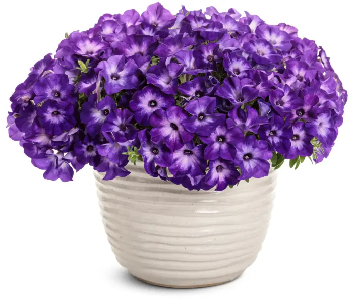 PETUNIA VISTA Blue Moon - Image 3
