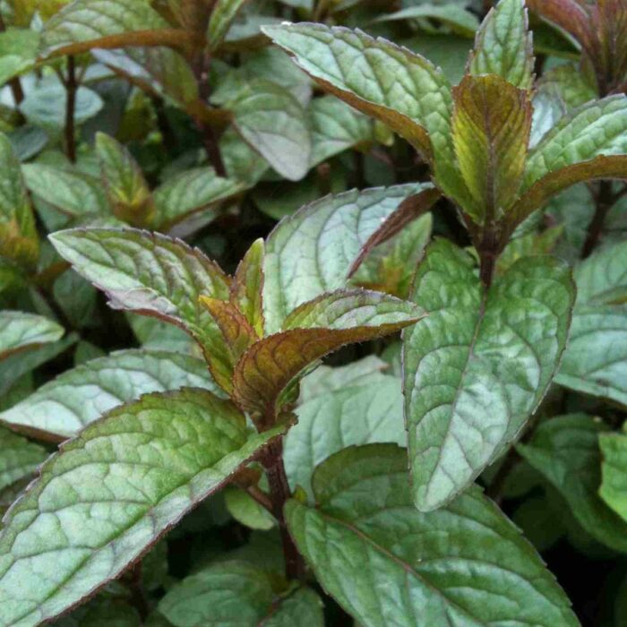 MENTHA Nigra Mint - Image 2