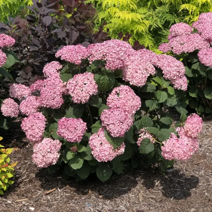 HYDRANGEA arborescens BellaRagazza Mauvetta - Image 2