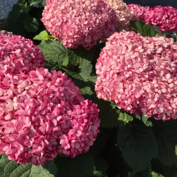 HYDRANGEA arborescens BellaRagazza Mauvetta - Image 3