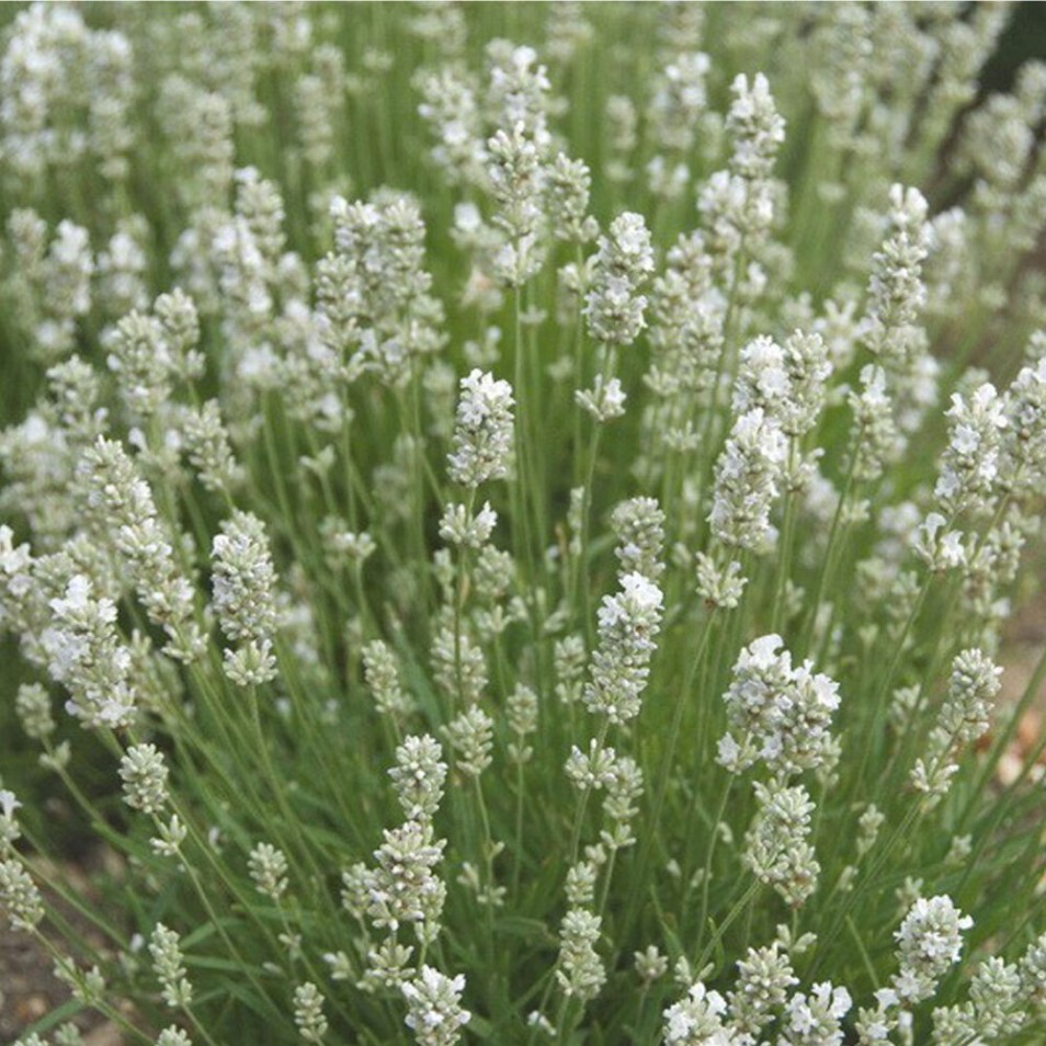 lavandula-angustifolia-alba-