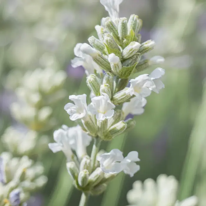 LAWENDA Beezee White Star - Image 2