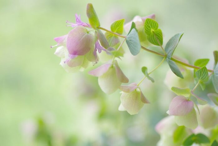 ORIGANUM Kent Beauty - Image 2