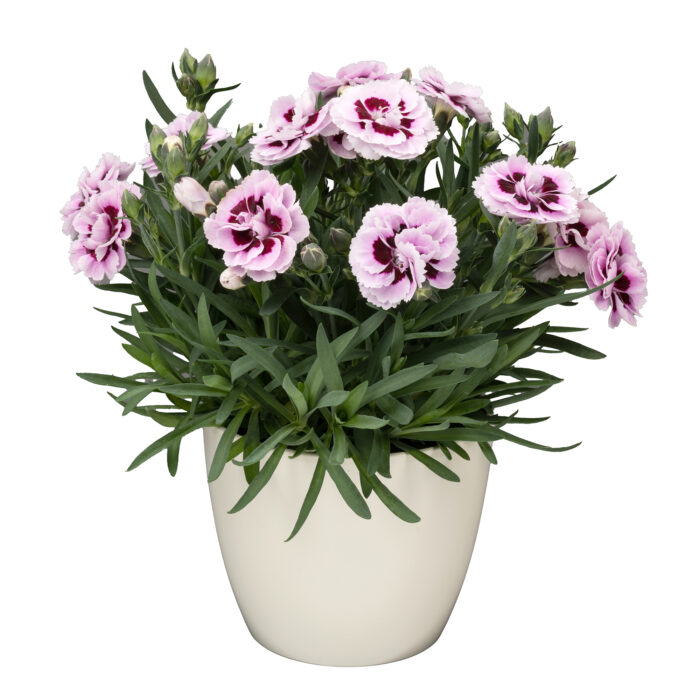 DIANTHUS DINAMIC Purple Eye - Image 2