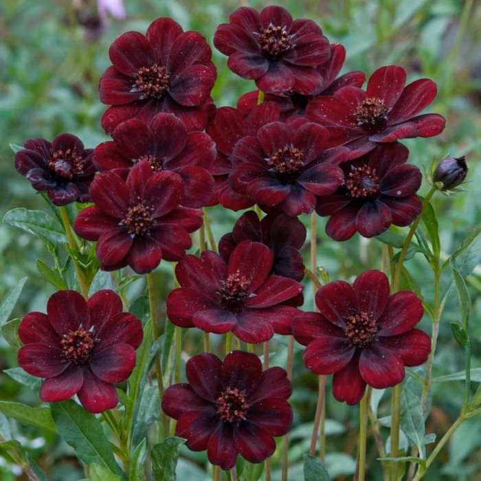 COSMOS Chocamocha - Image 2