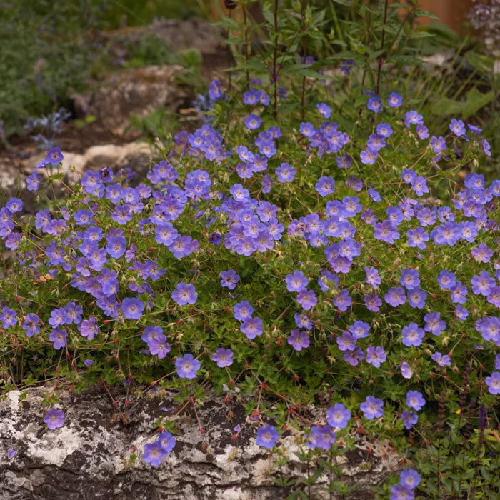 GERANIUM Rozanne - Image 2