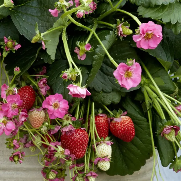 FRAGARIA Summer Breeze Cherry - Image 3