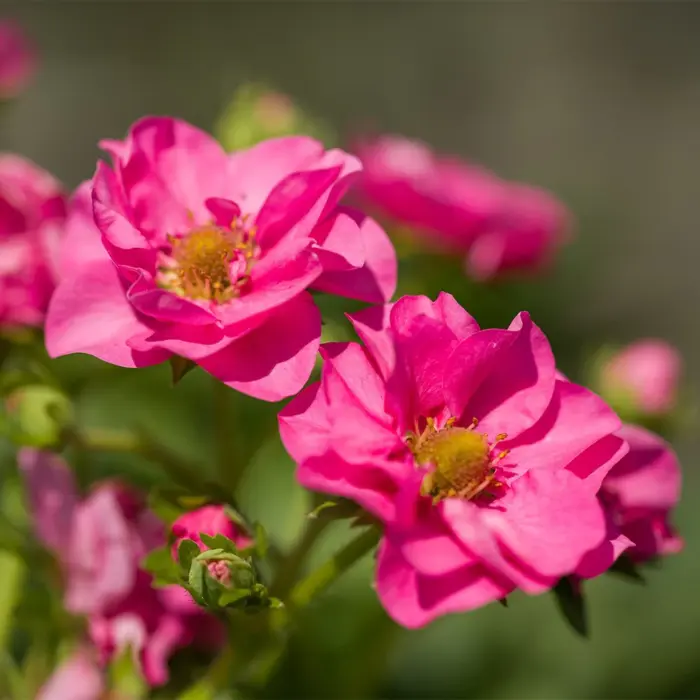 FRAGARIA Summer Breeze Cherry - Image 2