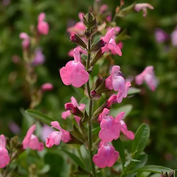 salviavisionpink