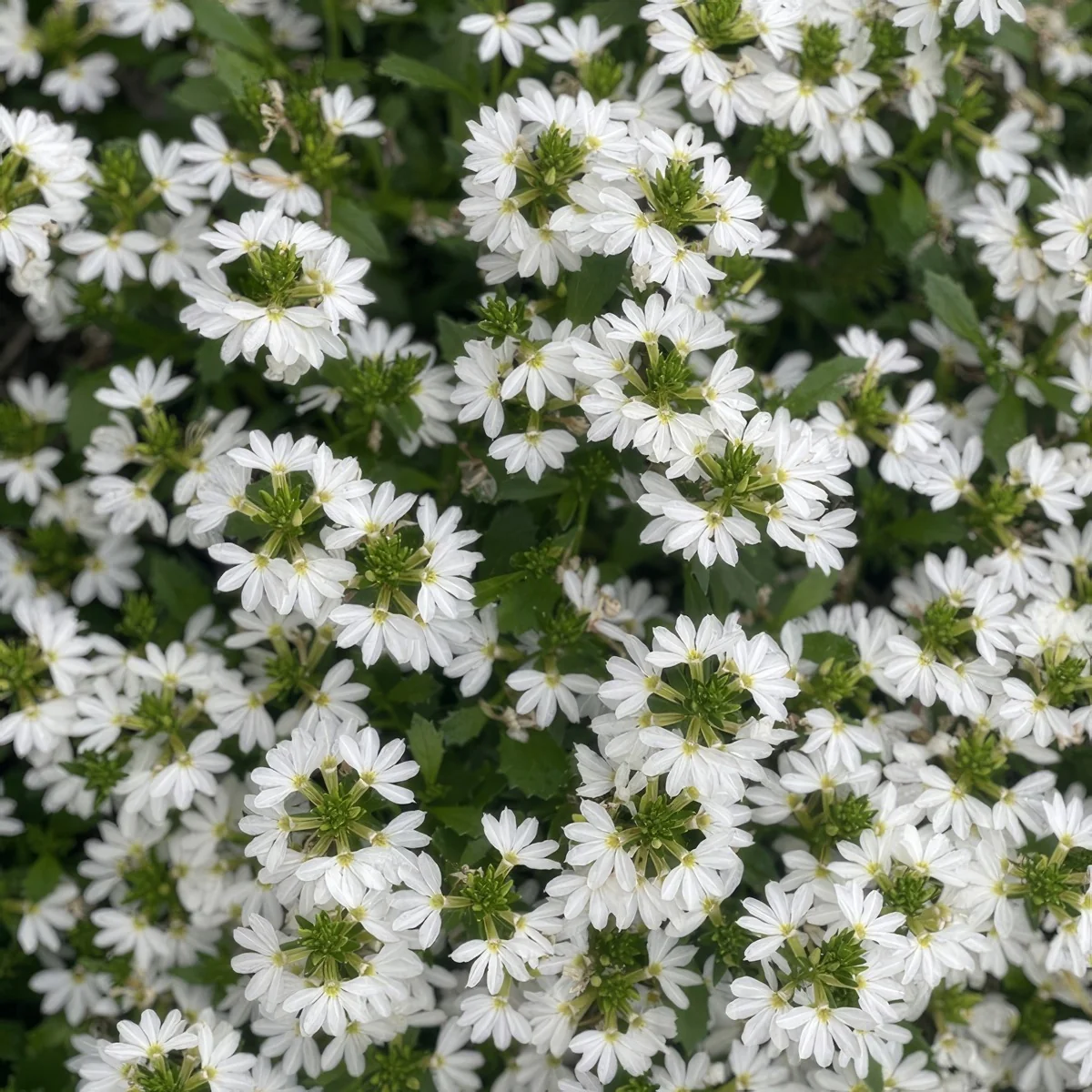 scaevola-p68scatwh-touch-white