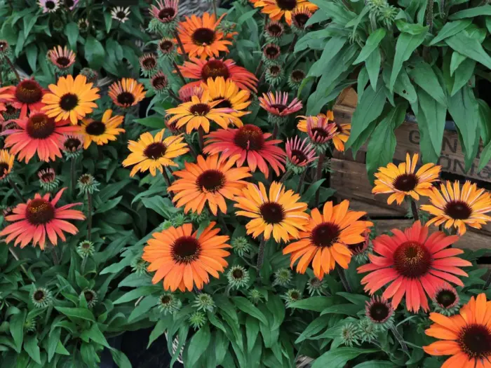 ECHINACEA SunMagic Vintage Electric Orange - Image 2
