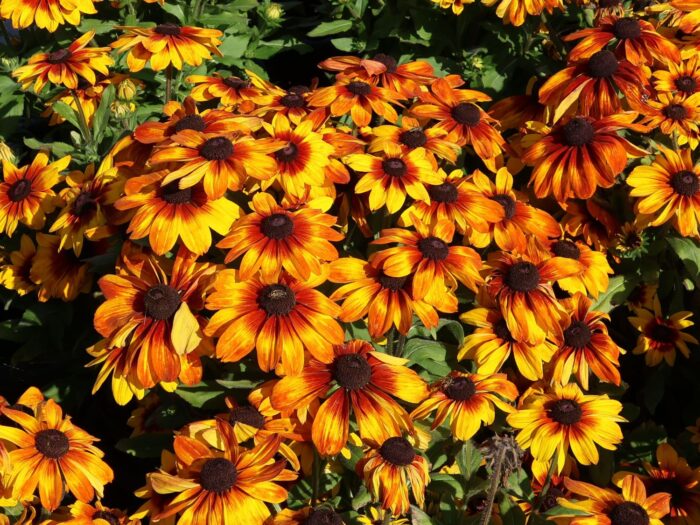 RUDBECKIA Sunbeckia Luna - Image 2