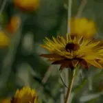 Jaunstadi_hero_Daudzgadigie_augi