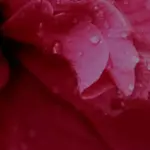 Hibiski ar krāšņiem, lieliem ziediem dārzam un terasei. Izvēlieties hibisku jaunstādus SilJa veikalā un pasūtiet ērti tiešsaistē.